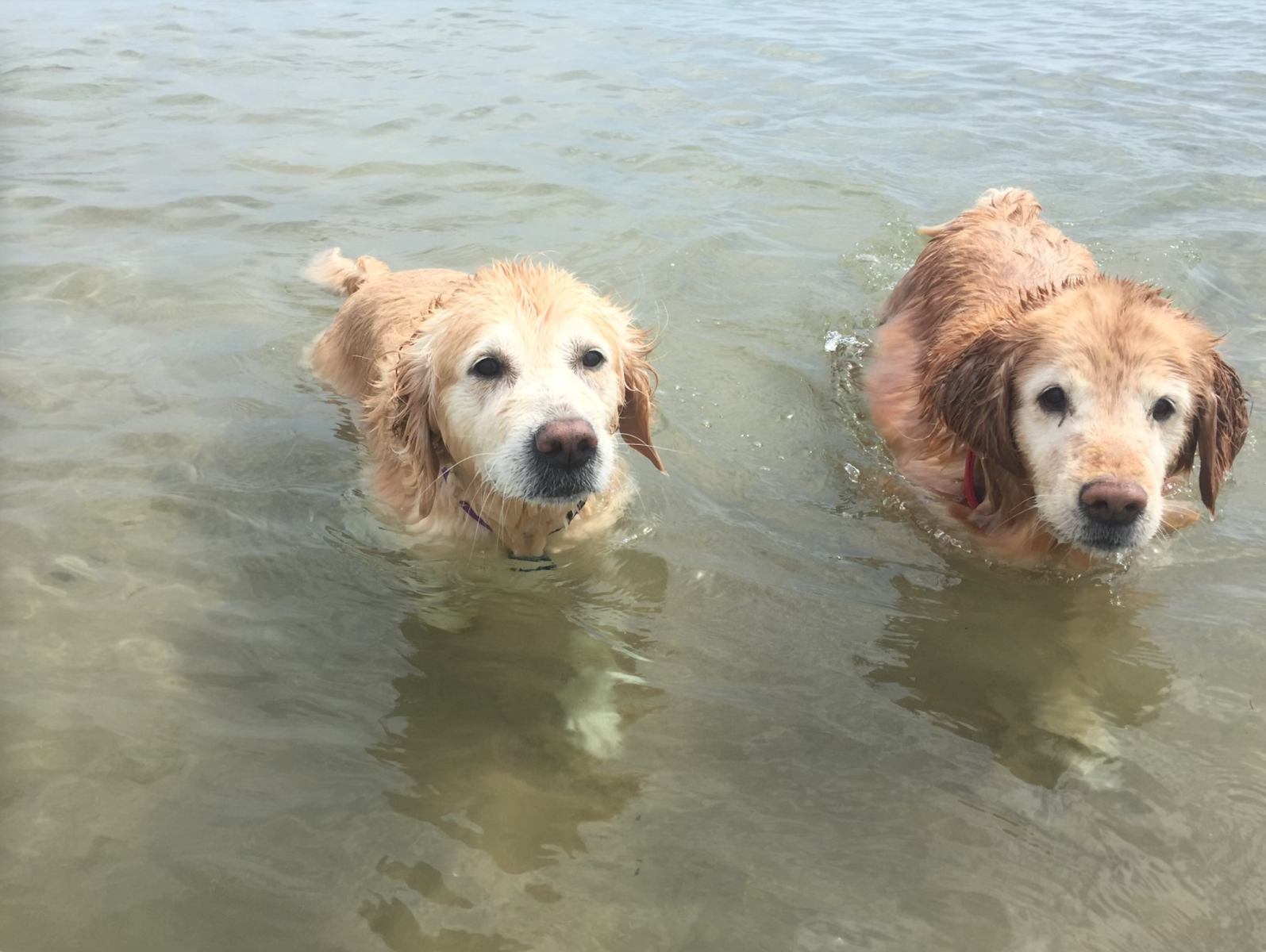 montrose dog beach parks by the lake