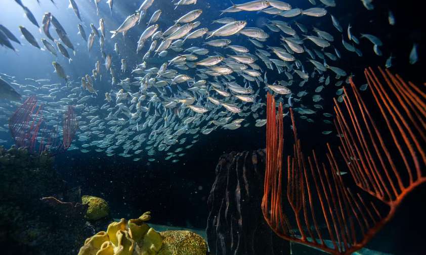 What Exhibits Must You See at the Shedd Aquarium UrbanMatter