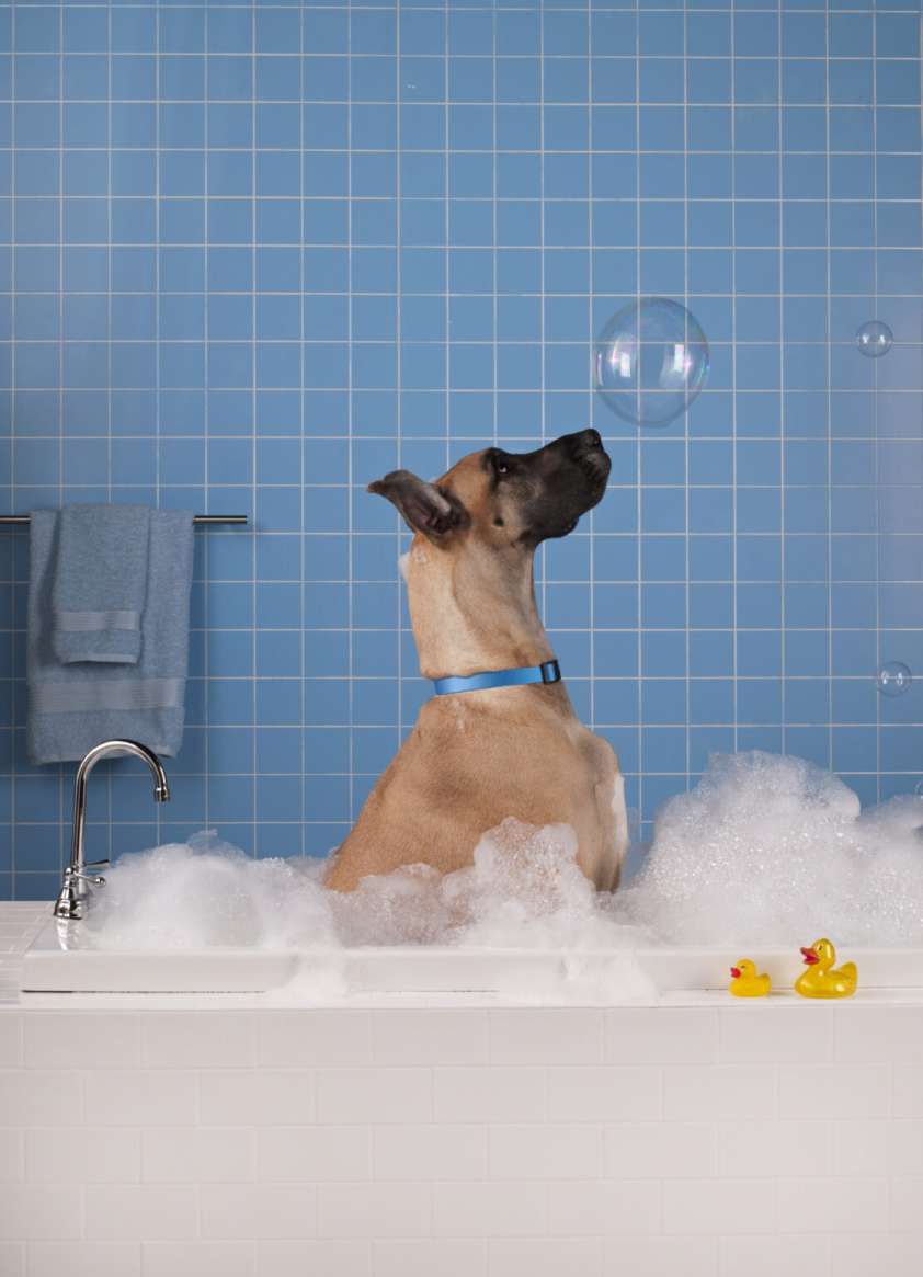 The Best Dog Groomers and Pet Spas in Chicago UrbanMatter
