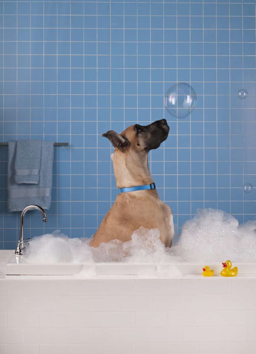 grooming and pet spa in chicago bathtub