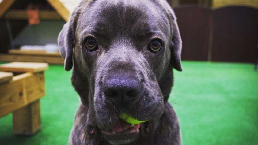 dog groomers and pet spas in chicago