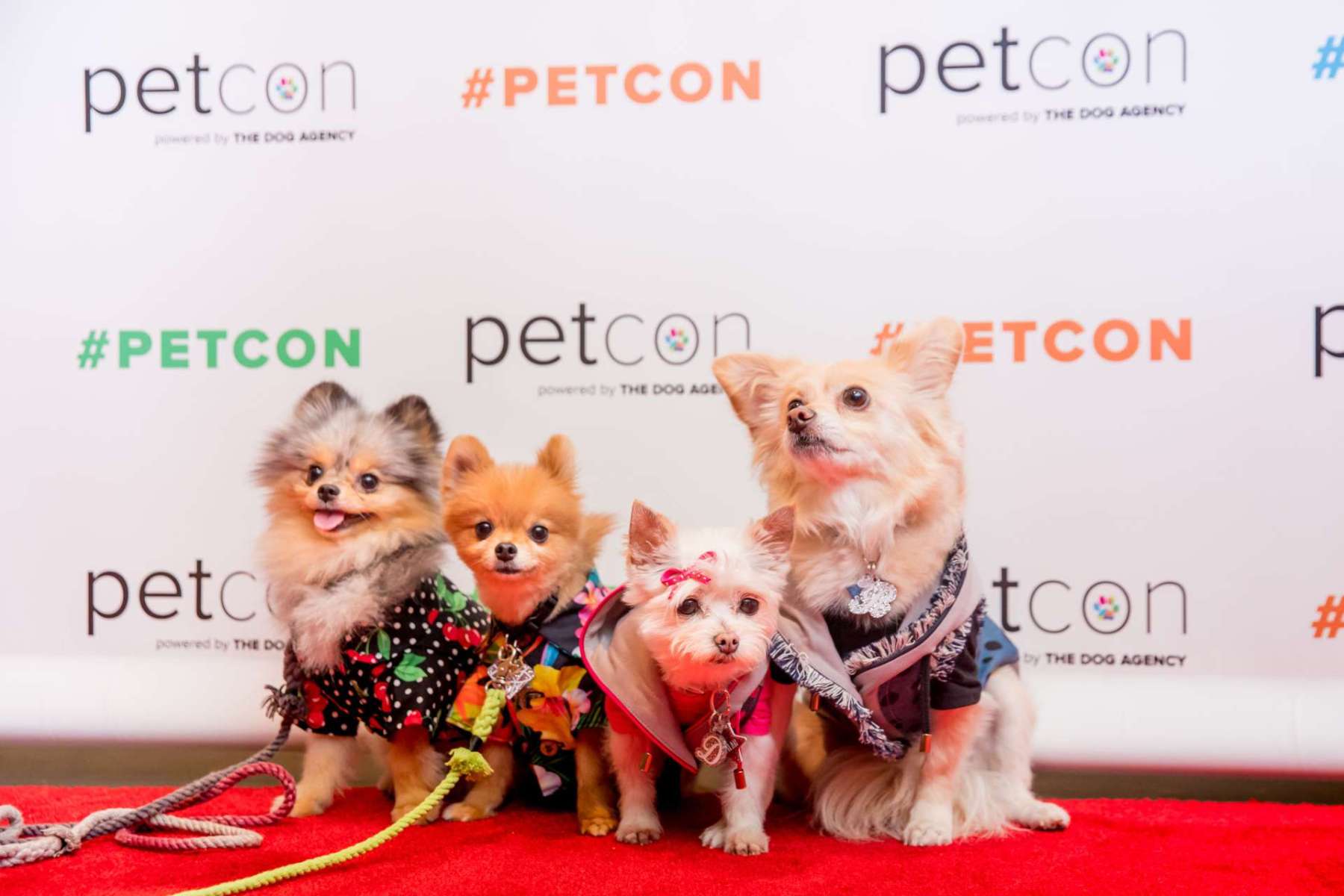 Pet Con is Coming to Chicago This Weekend, July 2324 UrbanMatter