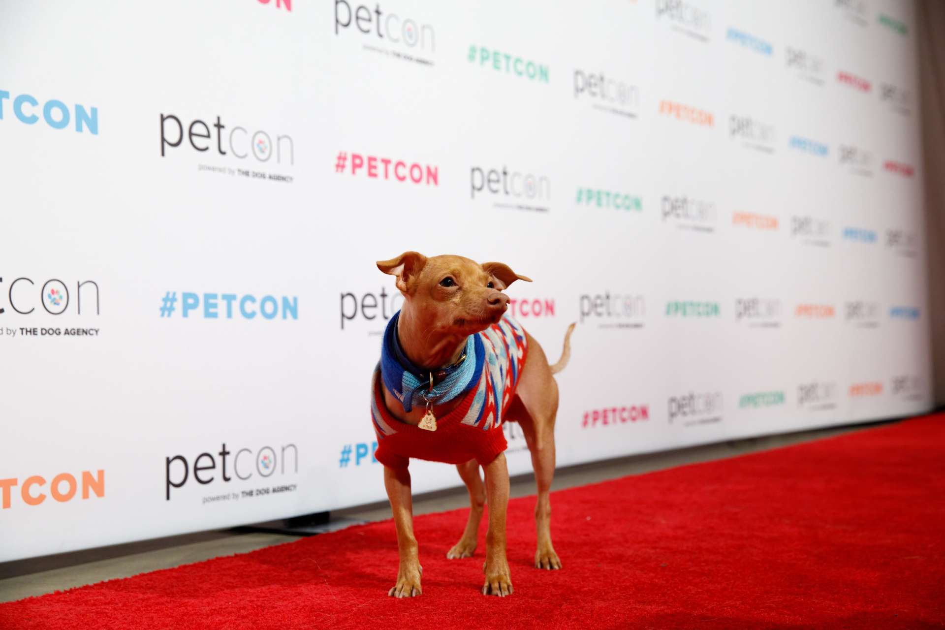 box of dreams photography for pet con 2023 banner image red carpet