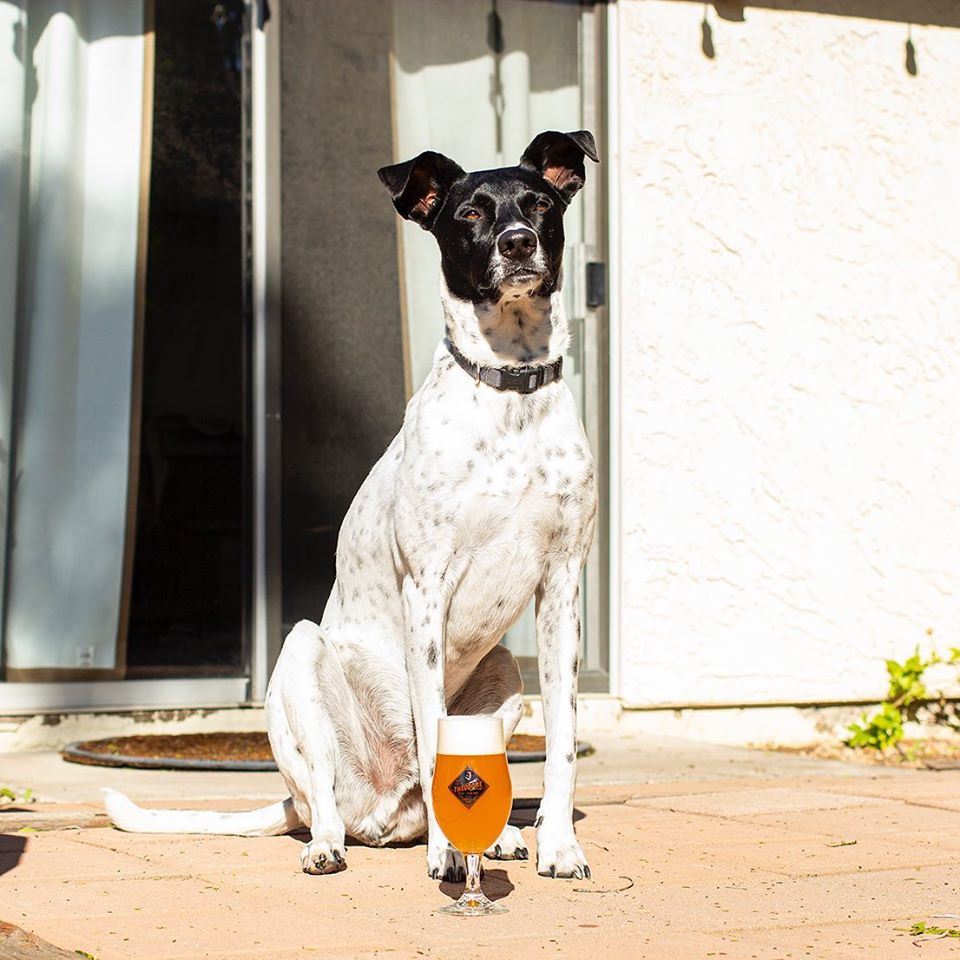 dog-friendly bars