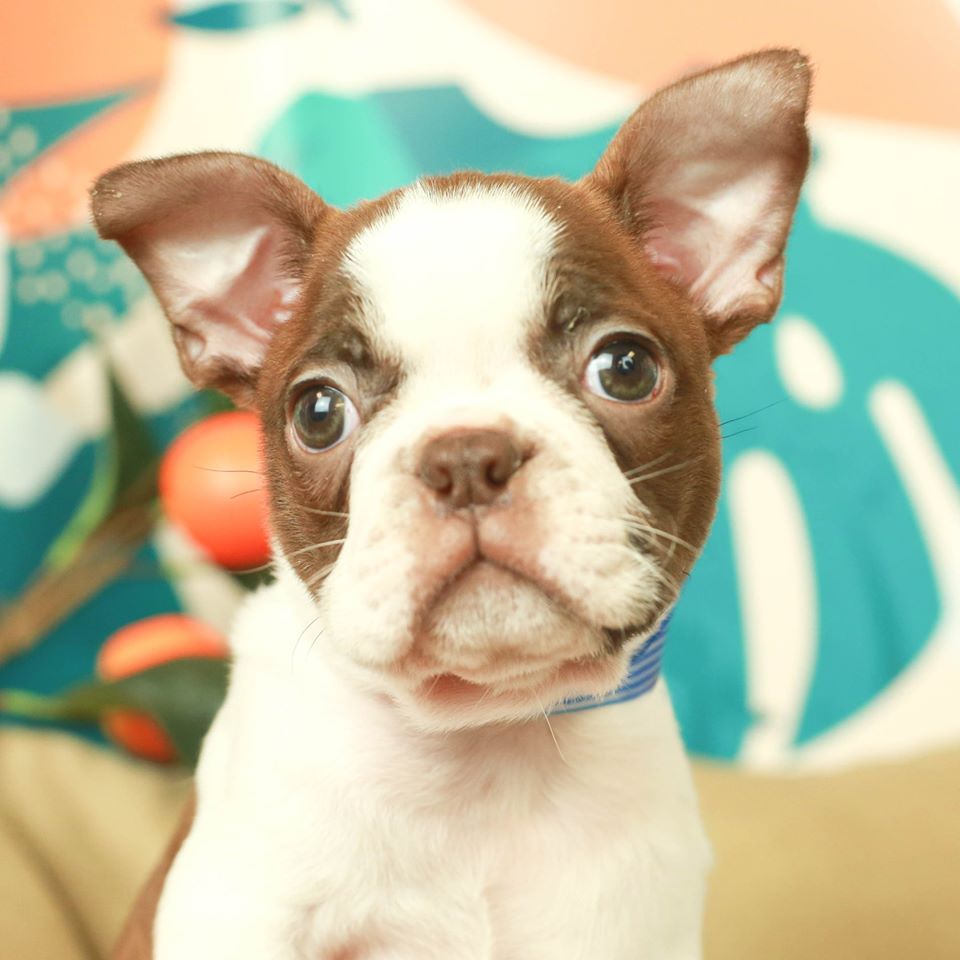 5 Pet Adoption Centers Where You Can Foster A Furrever Friend In Phoenix Urbanmatter Phoenix