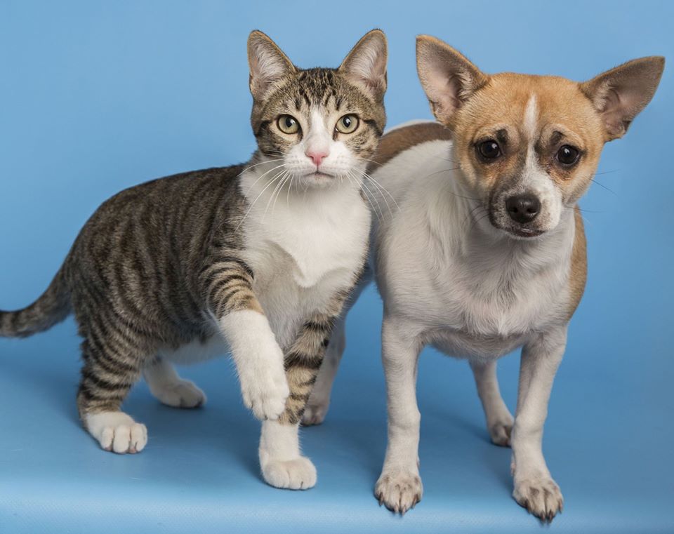 5 Pet Adoption Centers Where You Can Foster a Furrever ...