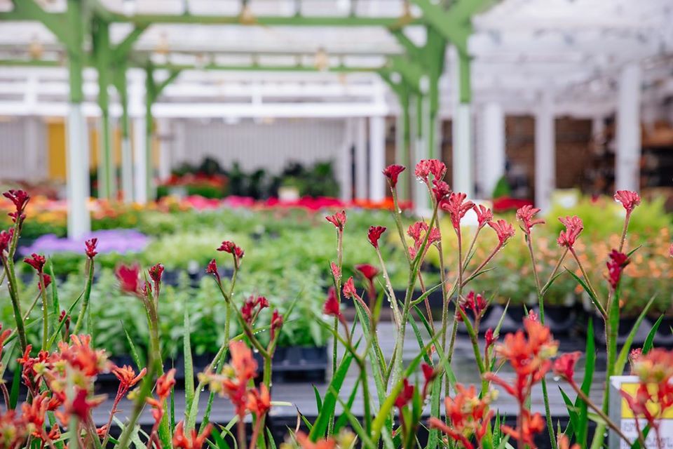 plant shops chicago