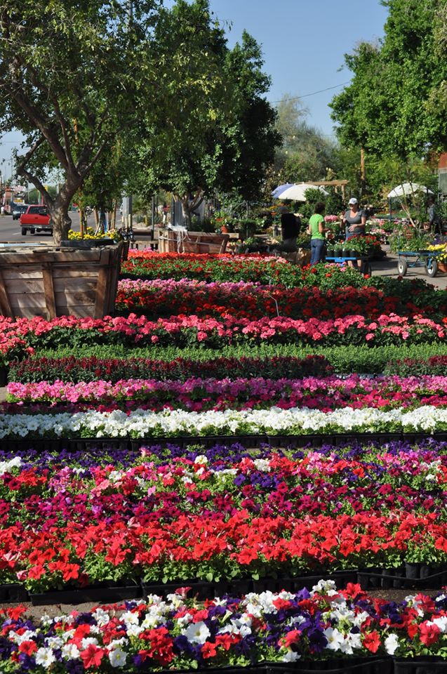 Plant Stand Arizona