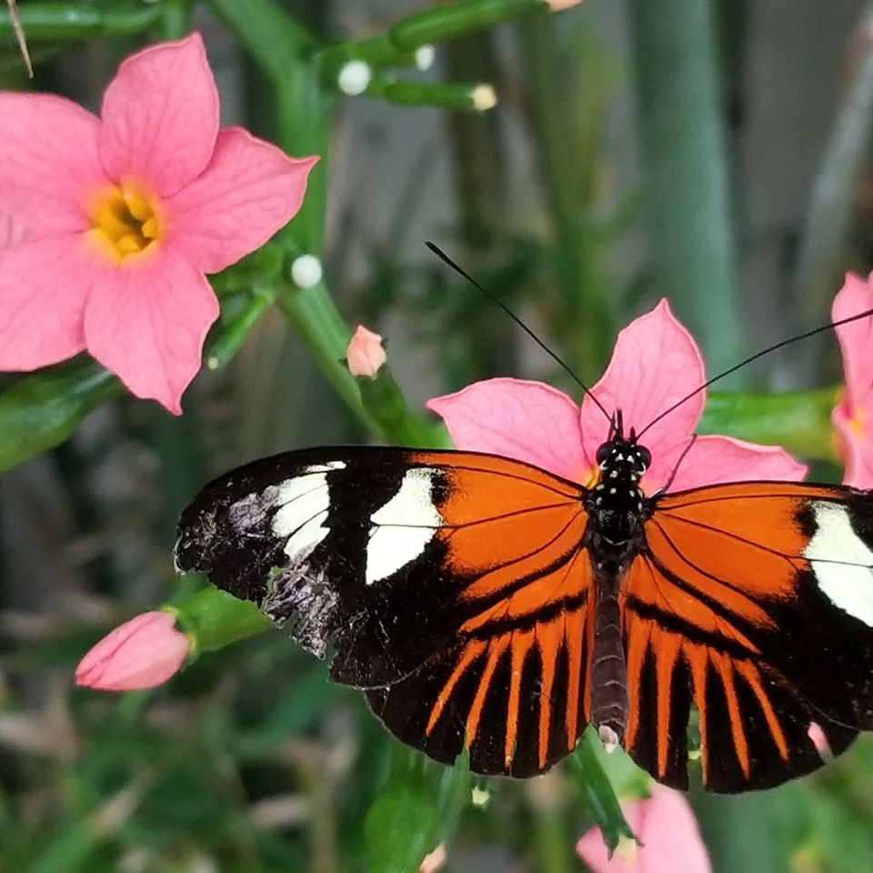 butterfly wonderland