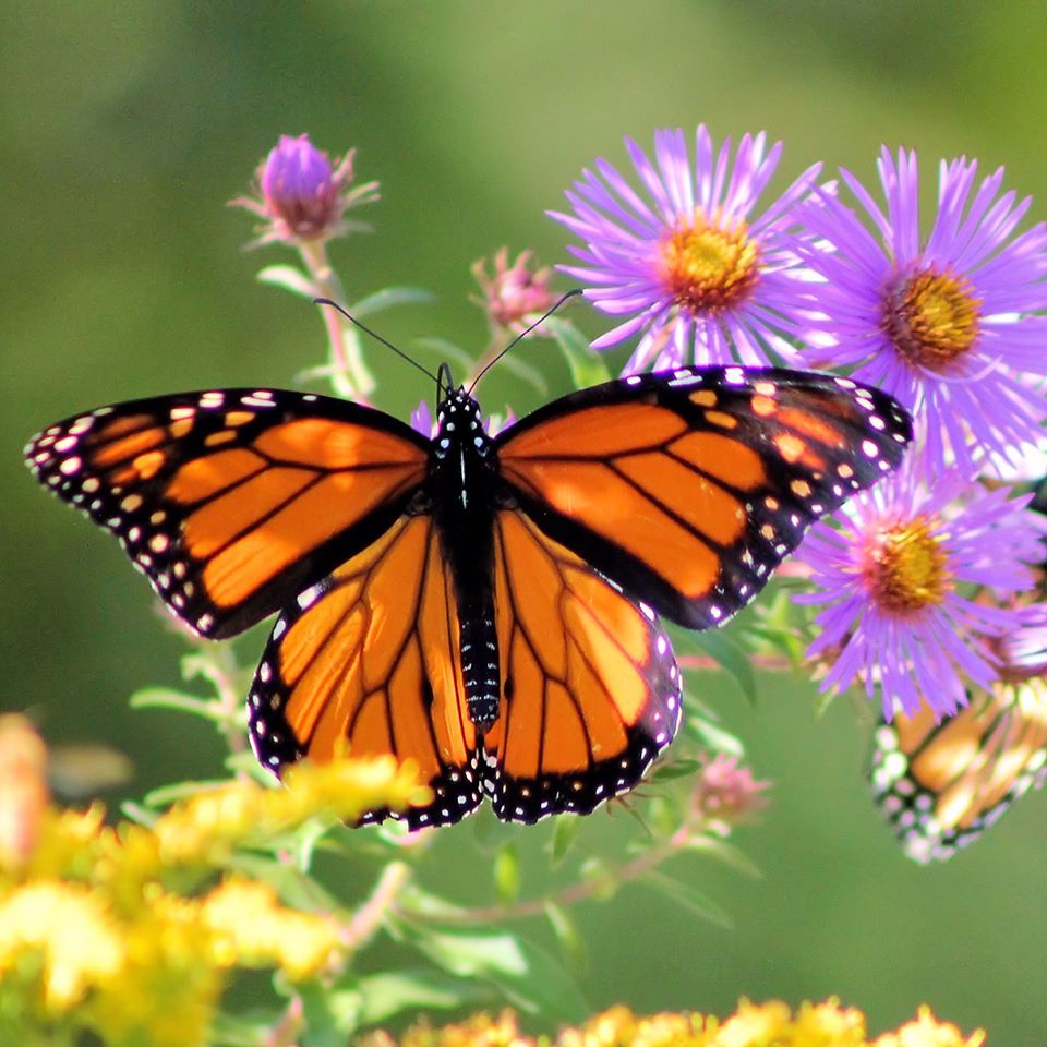 Experience Butterfly Wonderland Through Weekly Facebook Live Videos ...