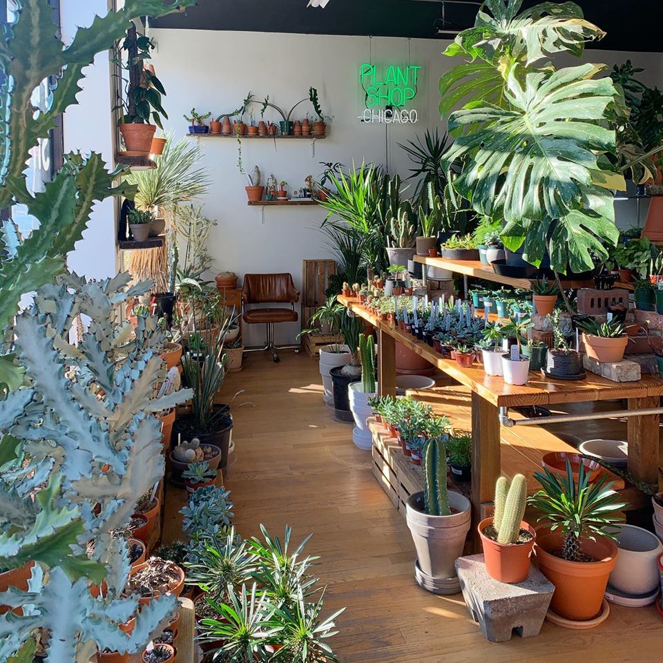 Store plants