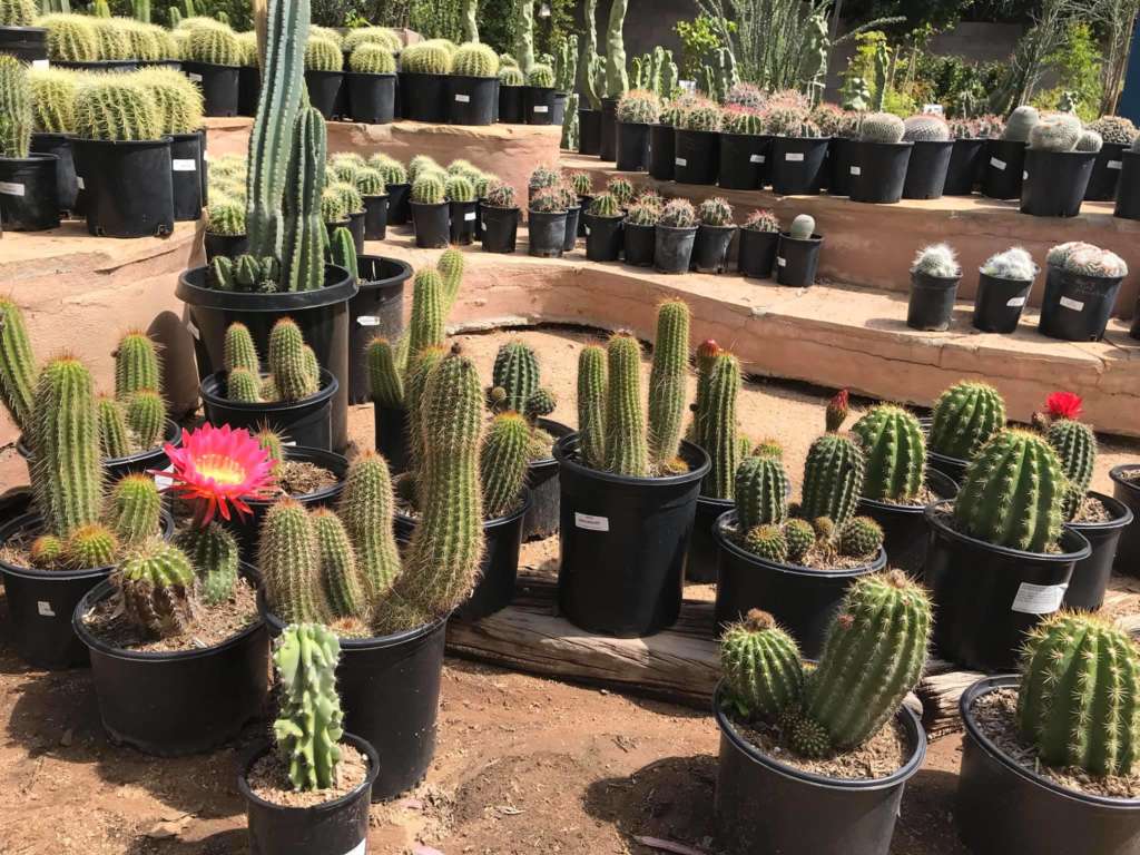 7 Adorable Plant Shops & Nurseries Near You in Phoenix ...