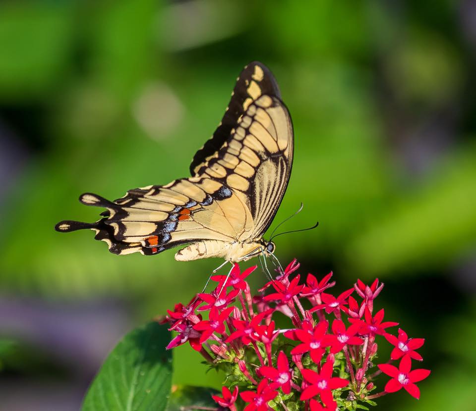 butterfly wonderland