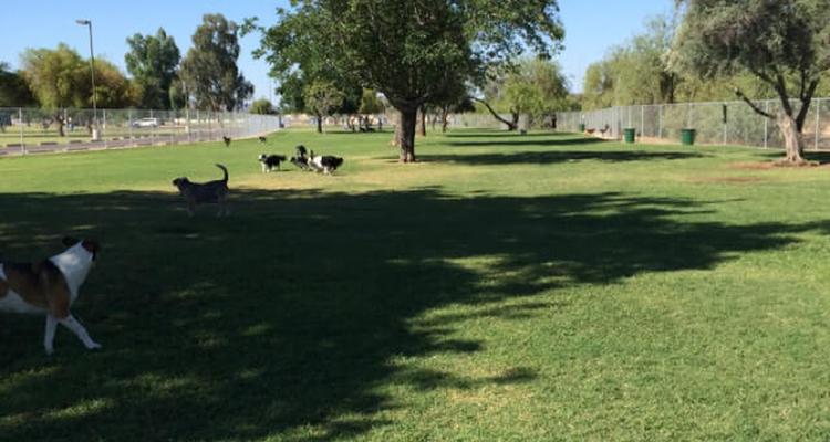 Phoenix store dog park