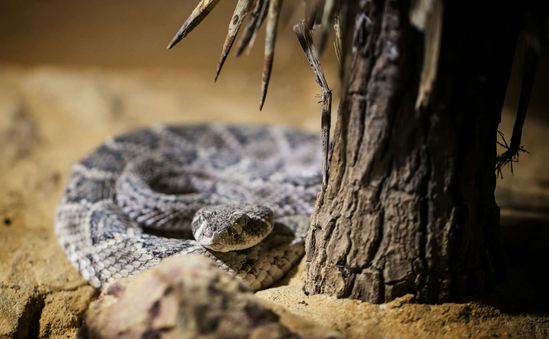 rattlesnake bite