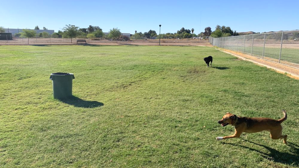 Dog Parks in Phoenix