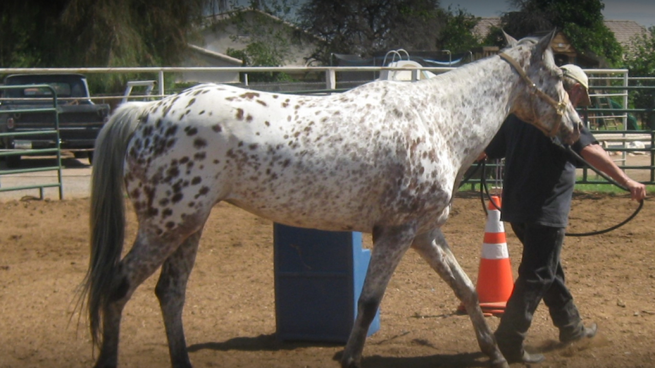 6 Best Stables To Rent Horses In Phoenix Az Urbanmatter Phoenix