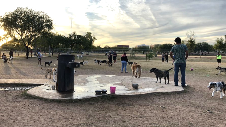 Dog Parks in Phoenix