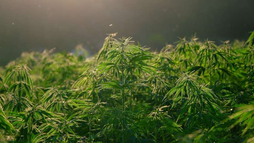 Legalized Marijuana Arizona