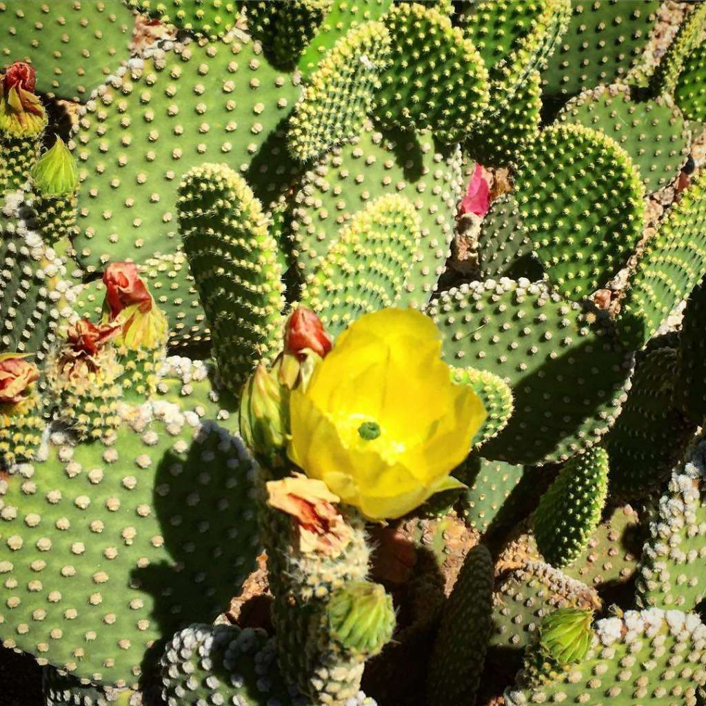 6 Best Hiking Trails to See Wildflowers in Phoenix, AZ UrbanMatter
