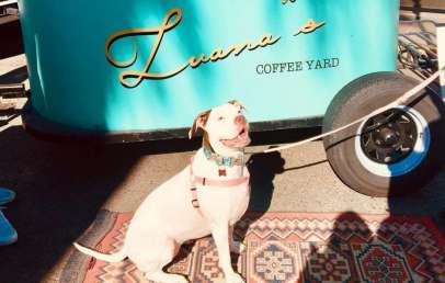 dog-friendly-coffee-shop