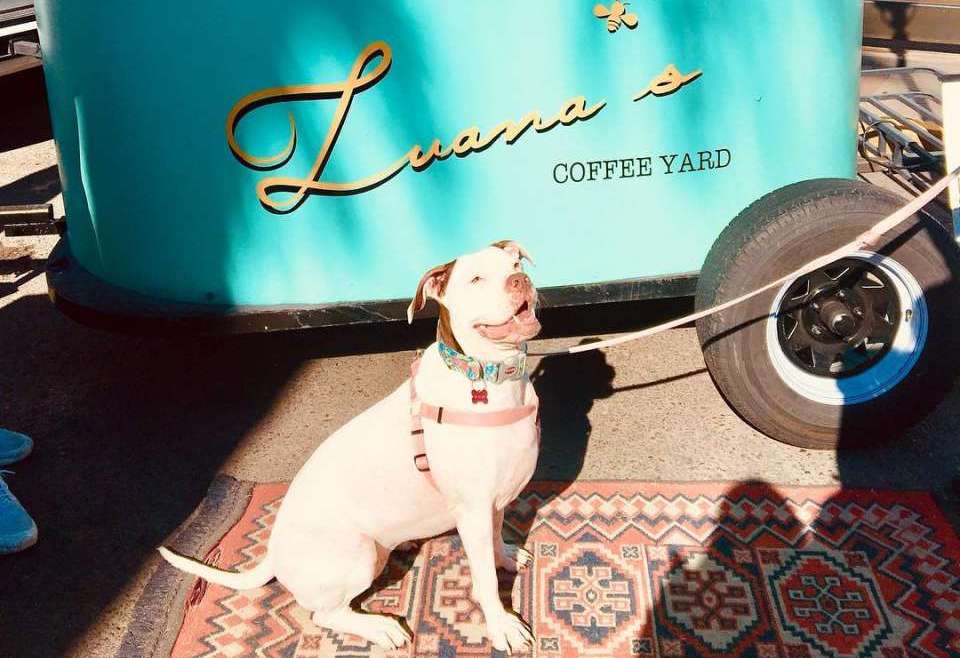 dog-friendly-coffee-shop