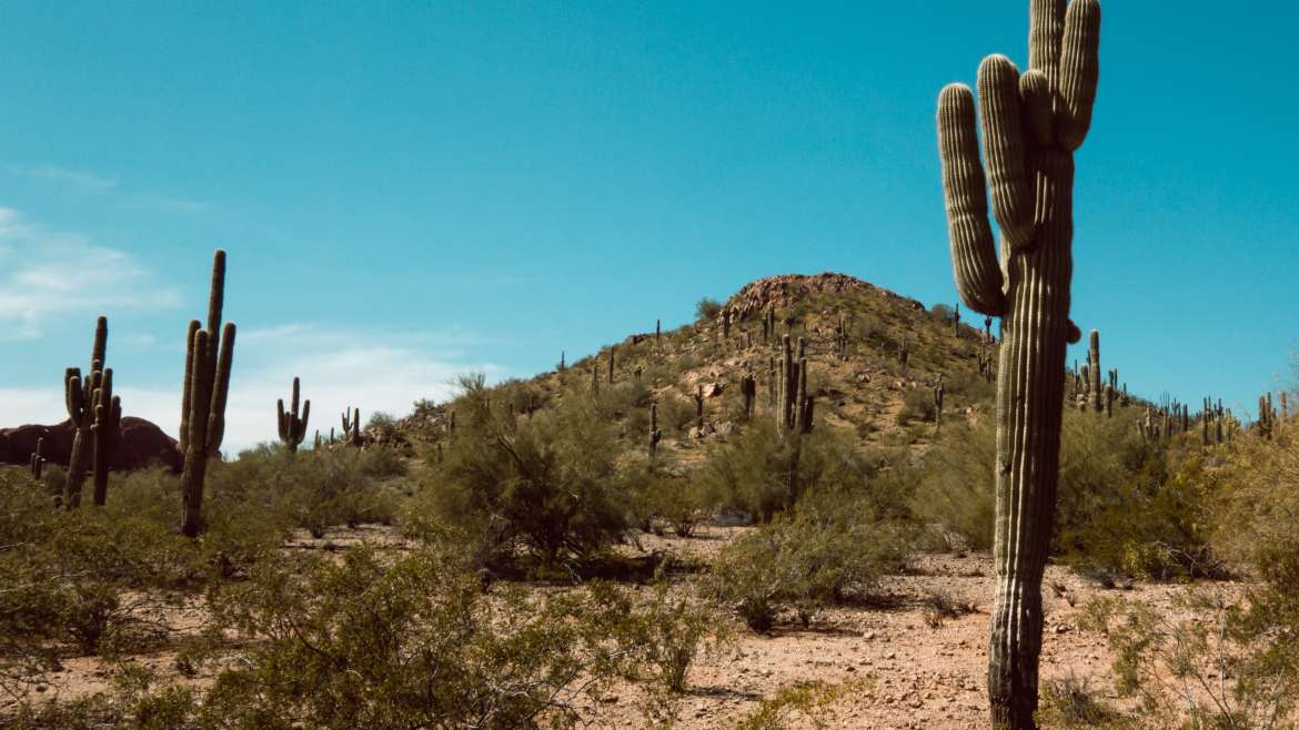 crested saguaro