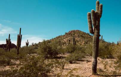 crested saguaro
