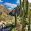 4 Best Parks to Go Hiking in Tucson