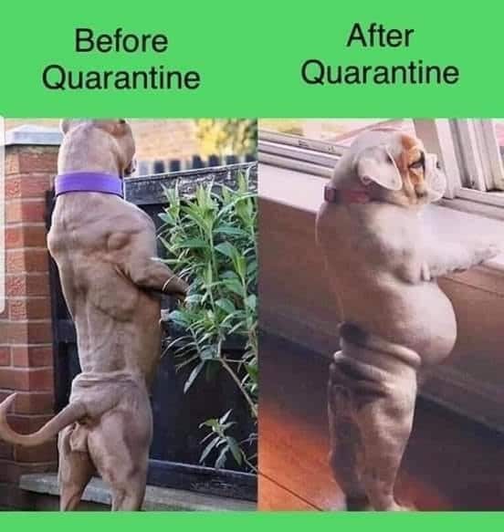 These Dog Memes Explain Exactly How We Feel About Quarantine