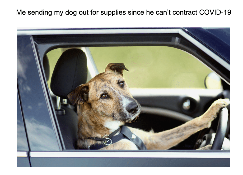 These Dog Memes Explain Exactly How We Feel About Quarantine Urbanmatter