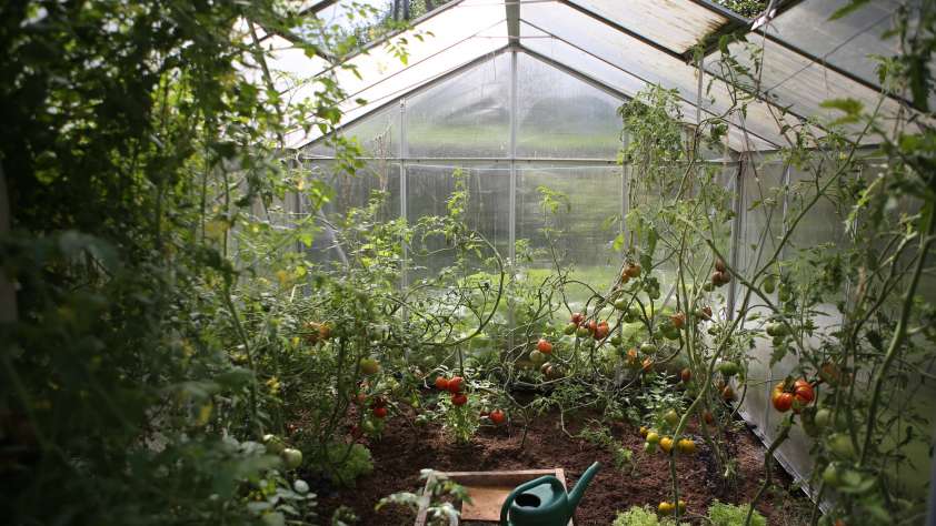 Grow Plants at Home