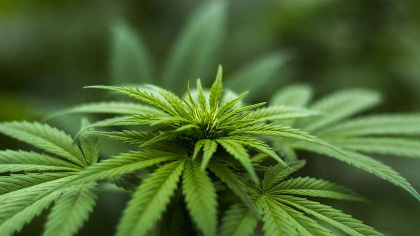 Best Cannabis Strains