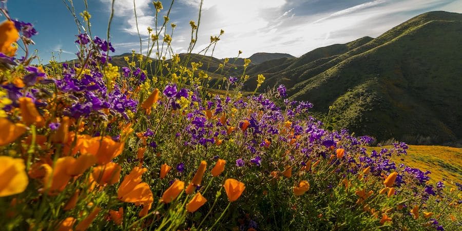 Local Flowers