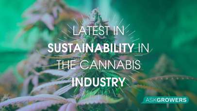 Cannabis Industry