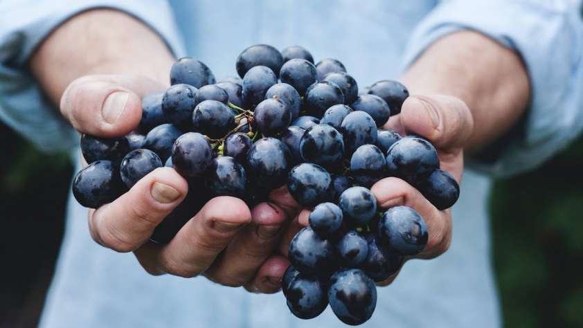 Sassicaia Wines