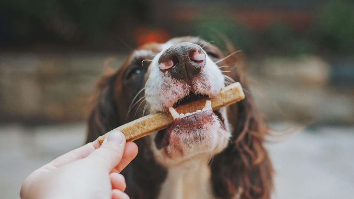 Safe Healthy Treats for Dogs