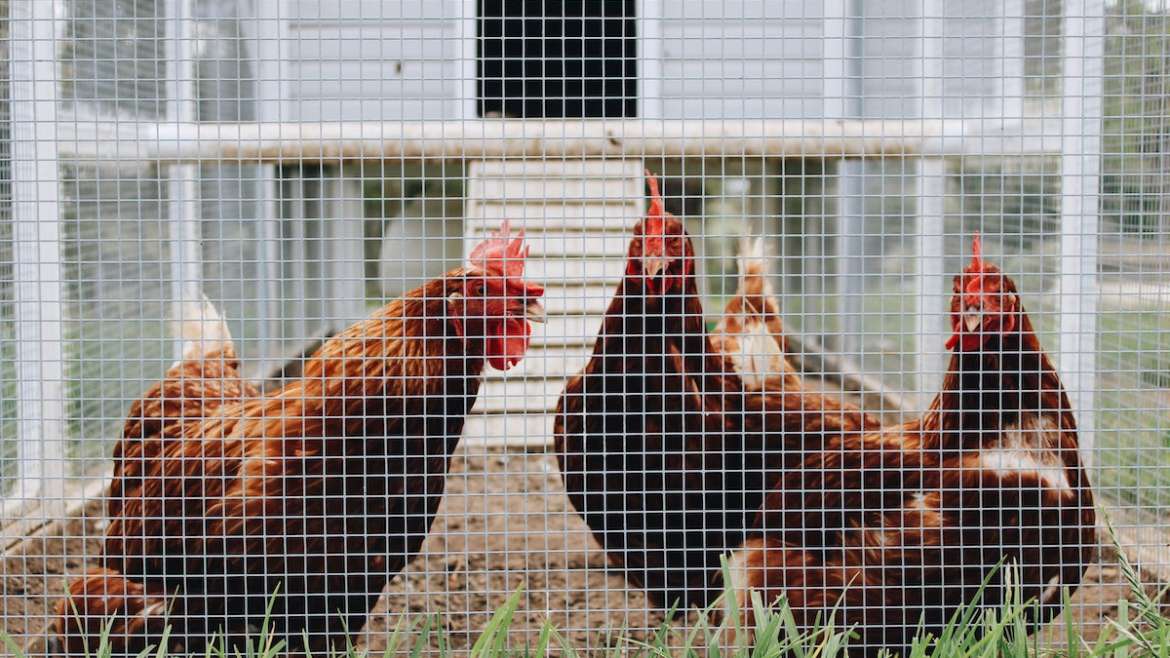 Raising Chicks