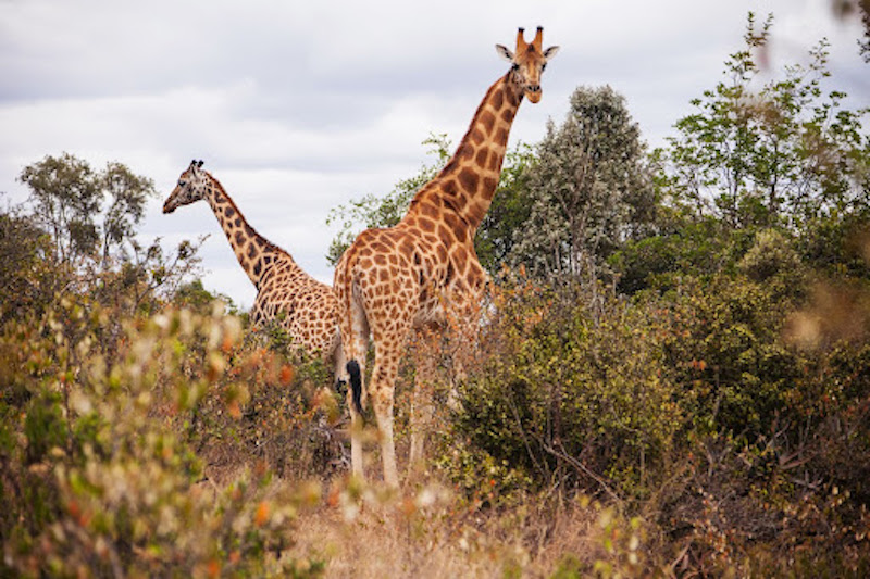 Vacations Africa