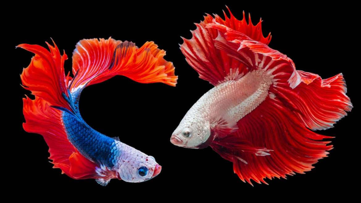 Betta Fish