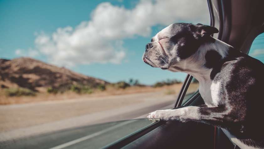 Travel Safely Dog