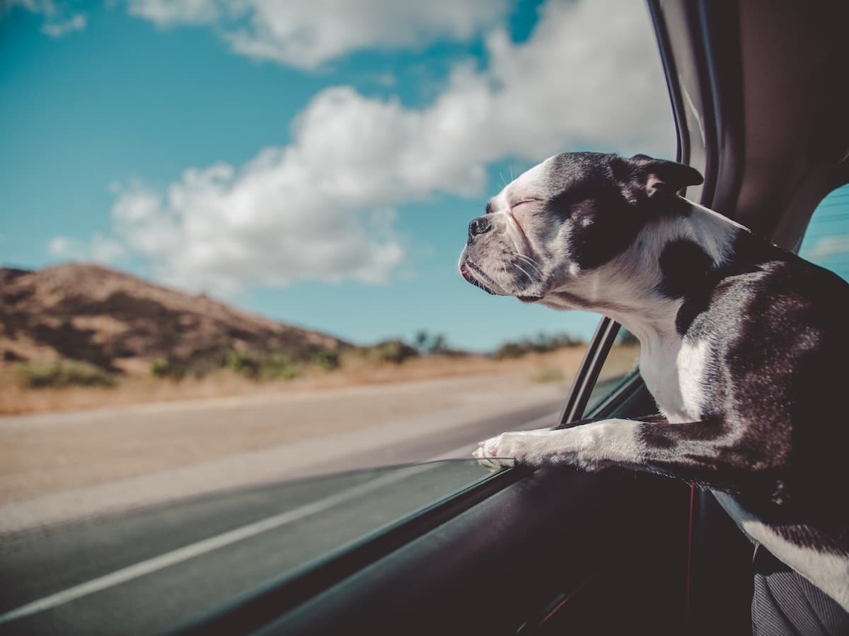 Travel Safely Dog