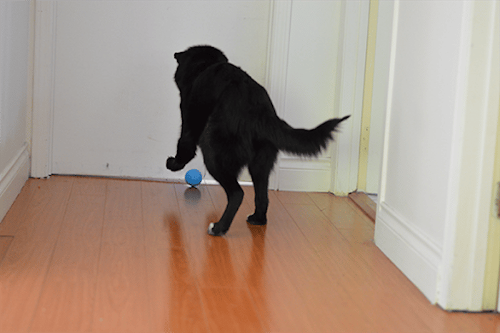 Barxbuddy Busy Ball Interactive Cat & Dog Toy Heavy Duty Incredibly  Durable