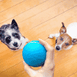BarxBuddy Busy Ball Reviews [Latest Update]: Best Dog Toys For Boredom?
