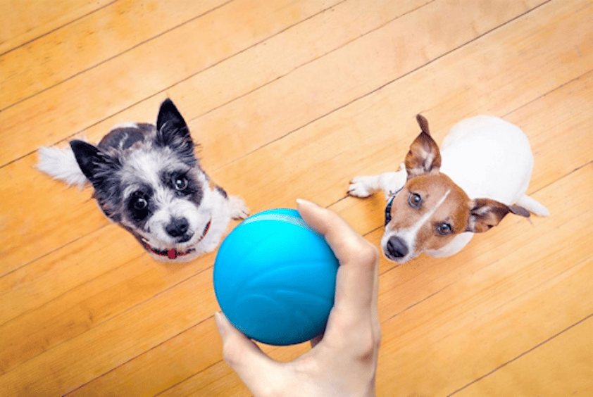 BarxBuddy Busy Ball Reviews [Latest Update] Best Dog Toys For Boredom