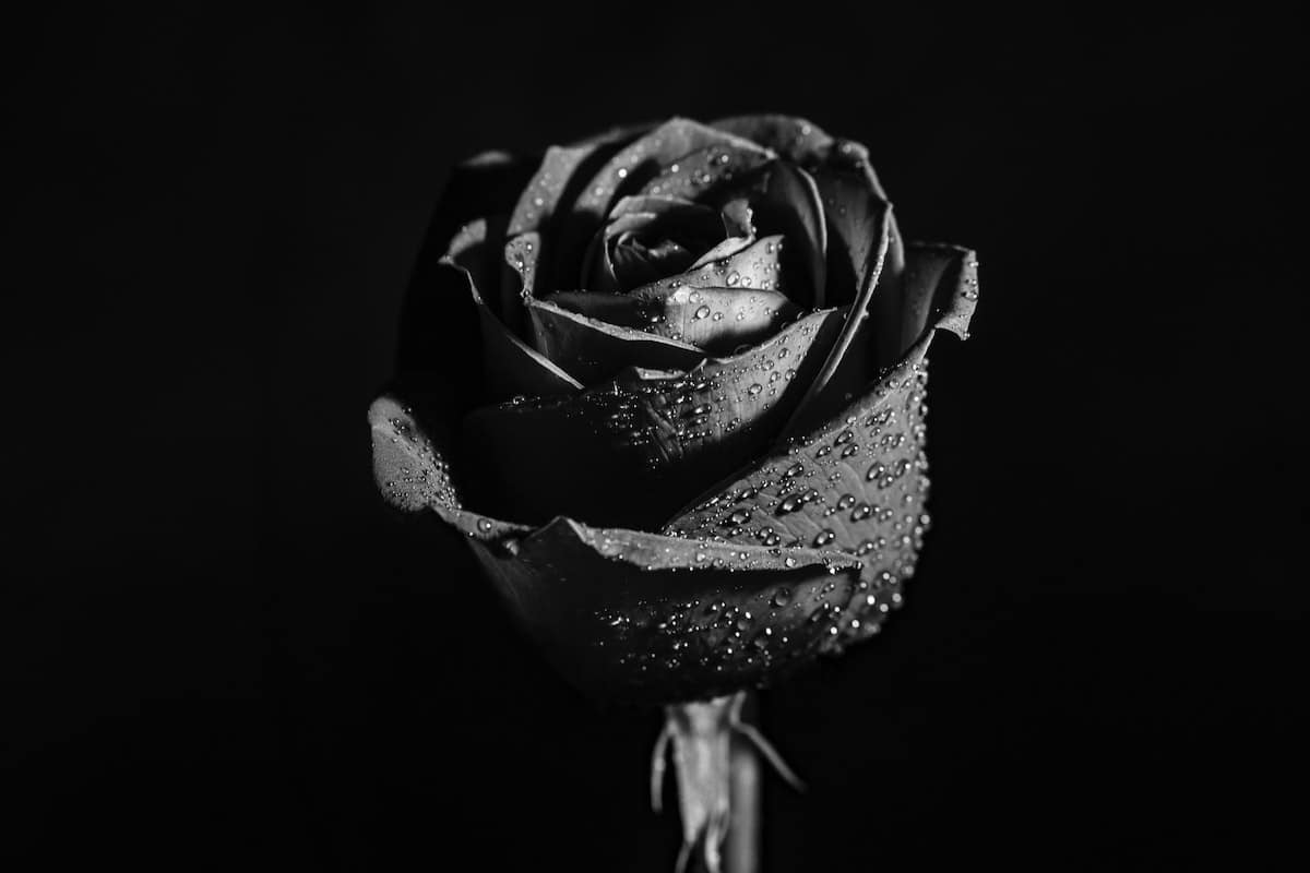 Black Rose Bouquet - UrbanMatter