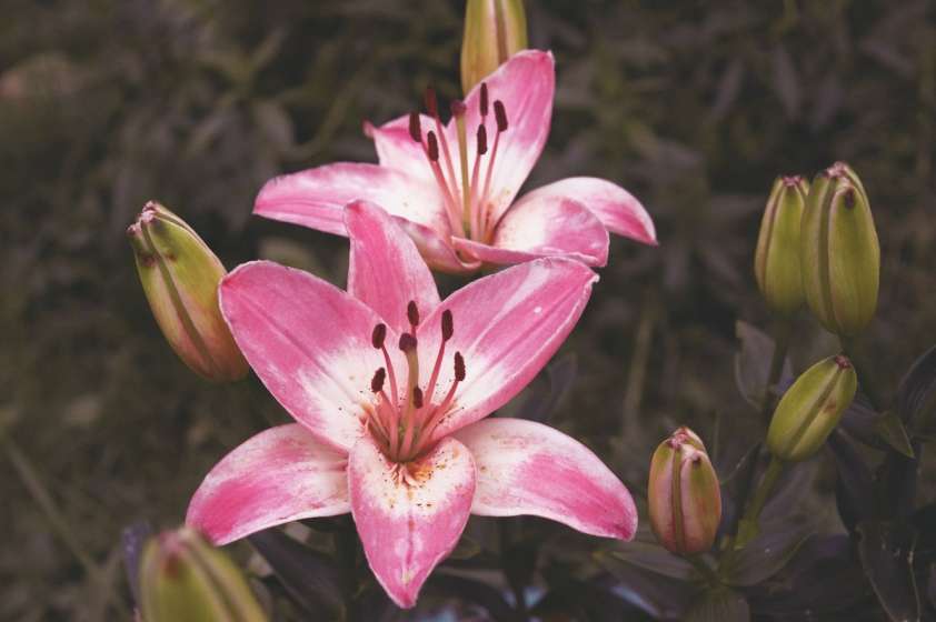 Stargazer Lily Bouquets - UrbanMatter