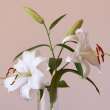 Lily Wedding Bouquet