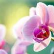 Orchid Arrangements