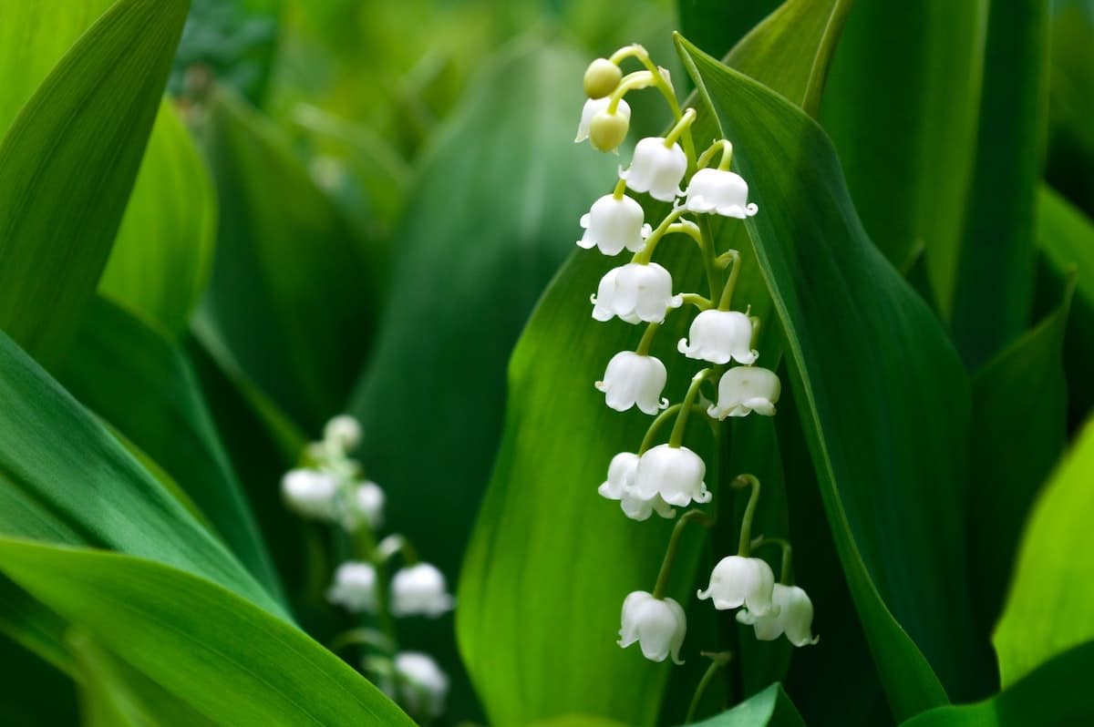 Lily Of The Valley Bouquet - UrbanMatter